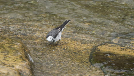 One-White-Wagtail--Bird-Eats-Algae-Close-up