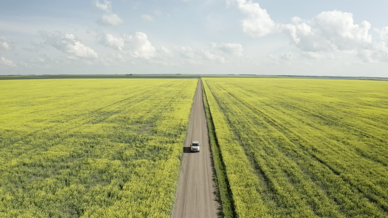 camioneta conduciendo por la carretera sin asfaltar entre los campos de canola en un día soleado en saskatchewan, canadá