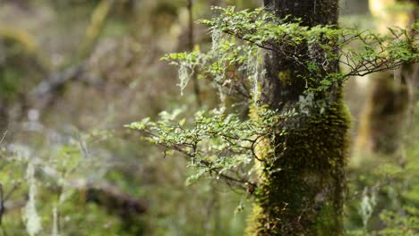 camera slowly pans right past a moss-covered tree trunk and delicate branches in a vibrant, sunlit kinloch rainforest. soft natural lighting, shallow depth of field