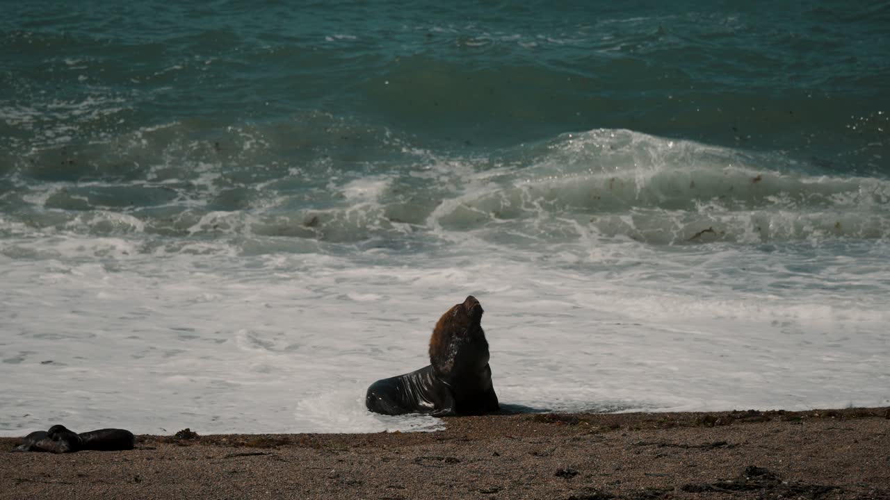 아르헨티나 파타고니아의 발데스 반도에서 거친 파도와 함께 해변에 있는 큰 수 바다 사자 해파리의 고립된 모습