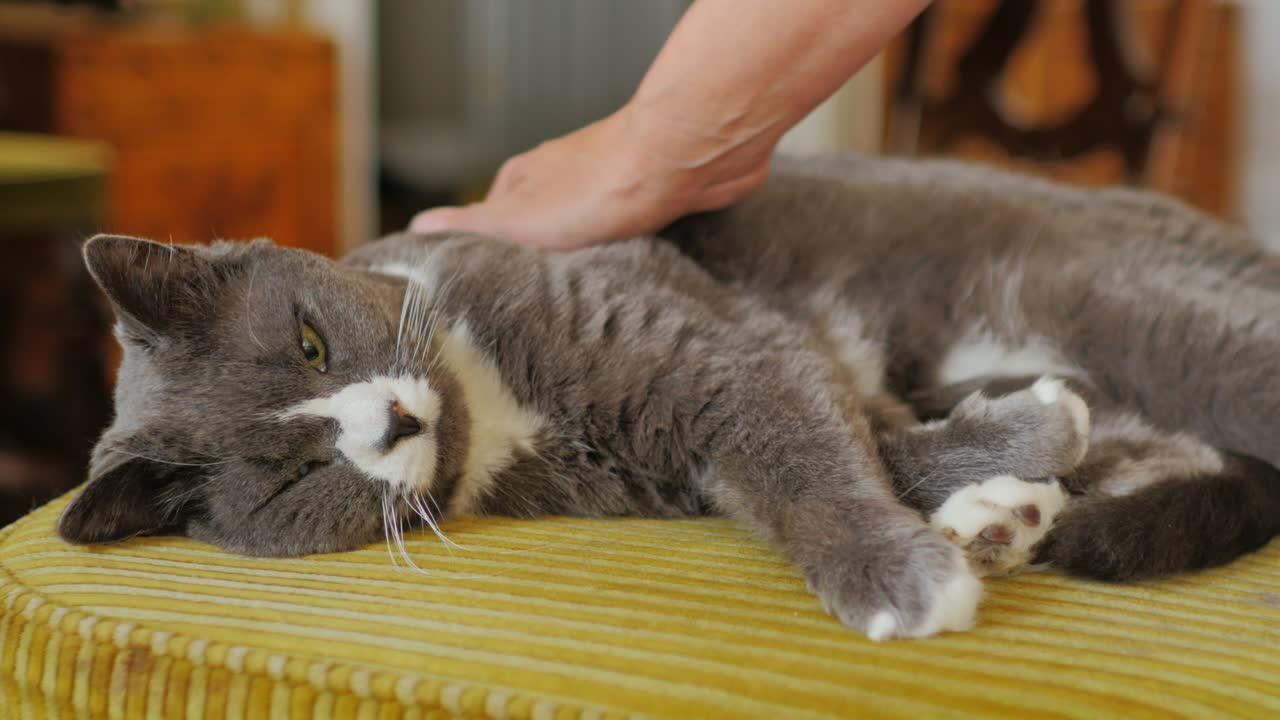 큰 심각한 회색 고양이를 만지는 여자의 손. 고양이는 의자에 집에 있습니다.