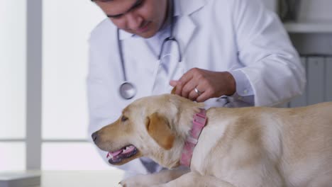 vet giving dog a checkup