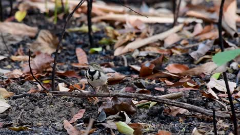 Die-Waldstelze-Ist-Ein-Sperlingsvogel,-Der-Auf-Ästen-Und-Waldböden-Nach-Nahrung-Sucht-Und-Ständig-Mit-Dem-Schwanz-Zur-Seite-Wedelt