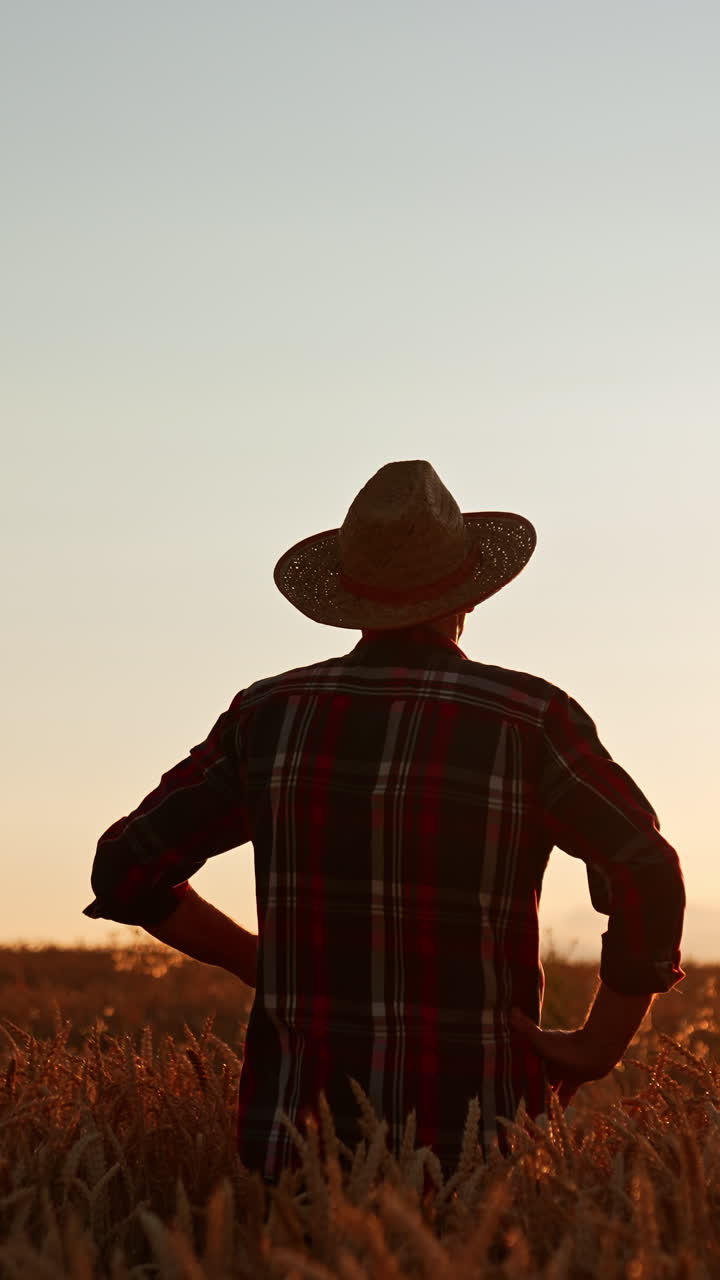 Rear view of a man standing in the wheat up to his waist. Farmer puts on his hat and holds hands on the hips looking at sunset. Vertical video