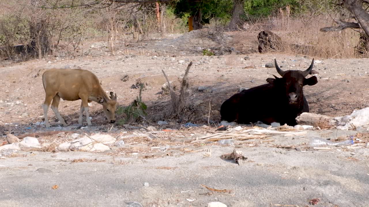 덥고 습한 열대 섬 모래 해변에서 음식을 찾는 작은 송아지와 함께 나무 그늘에서 쉬고 음식을 씹는 큰 뿔이 있는 소