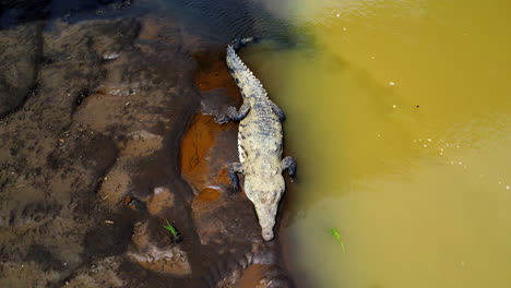 aerial shot 4k of the river with wild crocodiles in costa rica