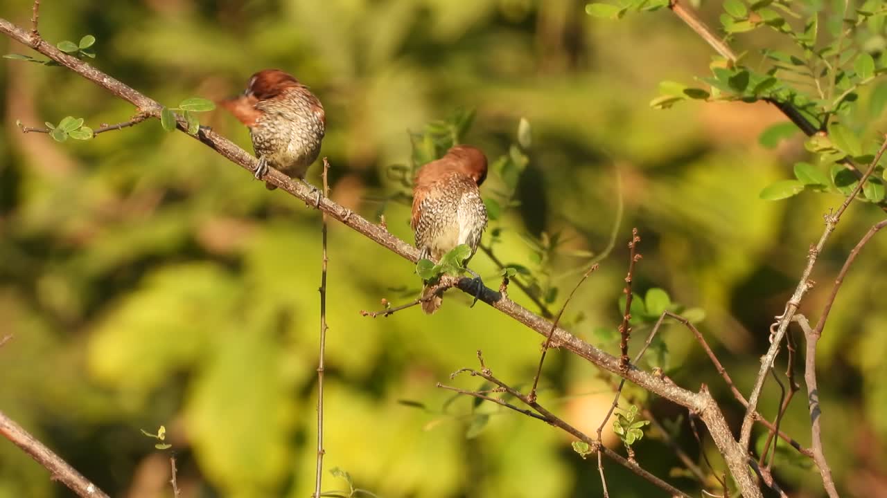 munia de pecho escamoso - dos - árbol