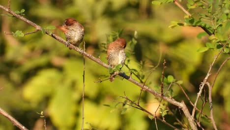 Schuppig-breasted-Munia---Zwei---Baum