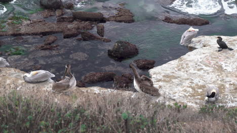 Un-Grupo-De-Pelícanos-Acicalándose-Y-Durmiendo-En-Un-Acantilado-De-La-Playa-Del-Mar-Mientras-Las-Olas-De-La-Marea-Suben-En-Las-Rocas-De-La-Piscina-De-La-Marea---La-Jolla,-California---4k