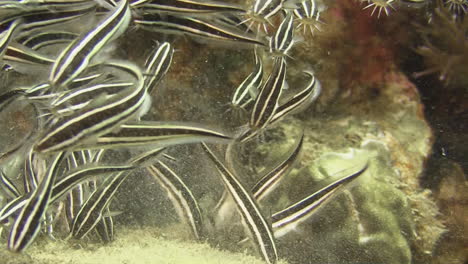 densely-packed-school-of-striped-catfish-feeding-on-algae