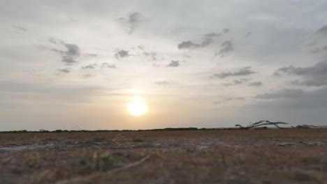 a low down shot of brightly shining sun in a windy afternoon in golarchi rice farming fields in sindh, pakistan