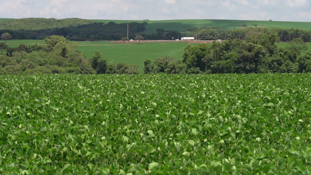 Green Soy Bean Plants In Field, background with moving truck and cars