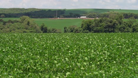 green soy bean plants in field, background with moving truck and cars