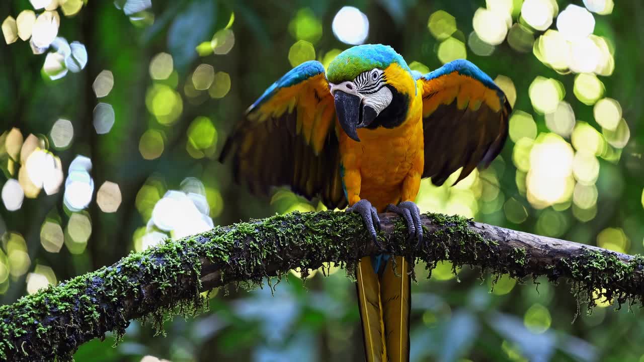 Close-up of a vibrant parrot perched on a mossy branch, shot at eye level