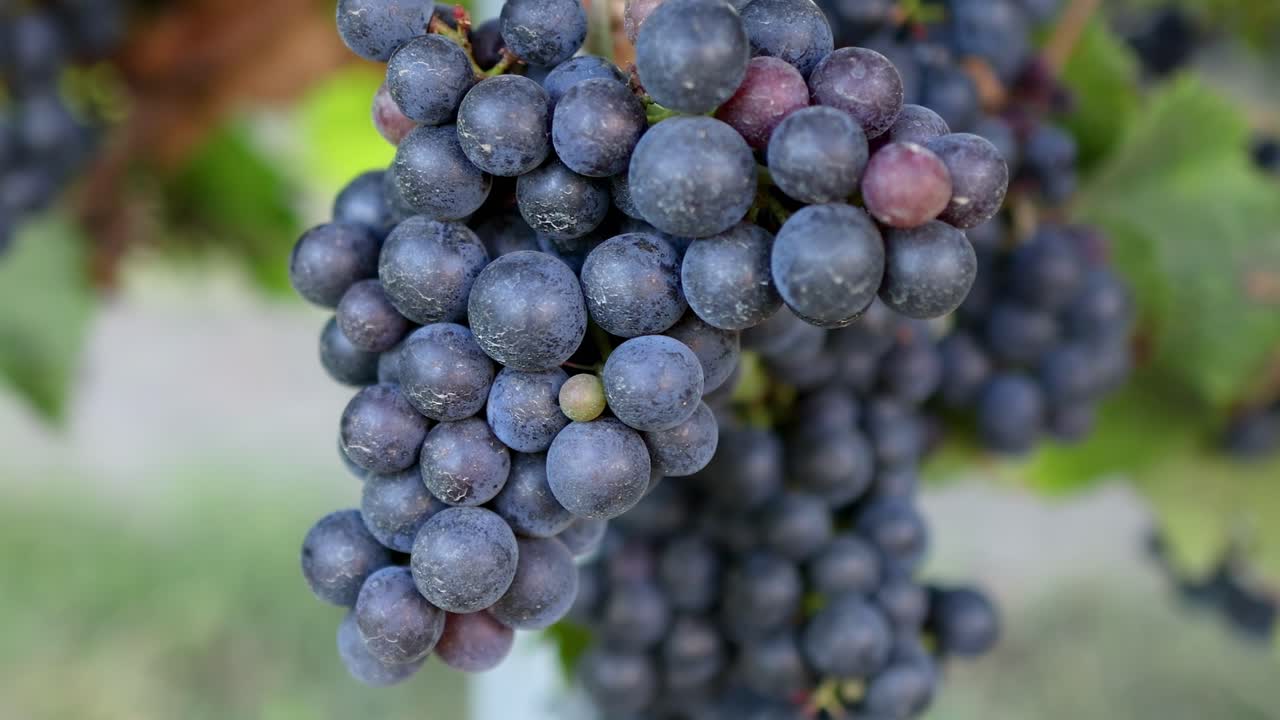 Detailed view of dark grape clusters hanging from a vine, showcasing their rich color and texture.