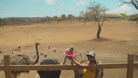 epic footage of a model feeding african ostriches at a farm