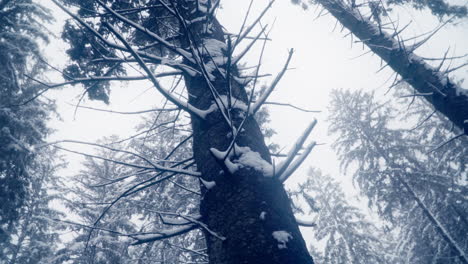 looking up in conifer woods covered with fresh snow in winter season