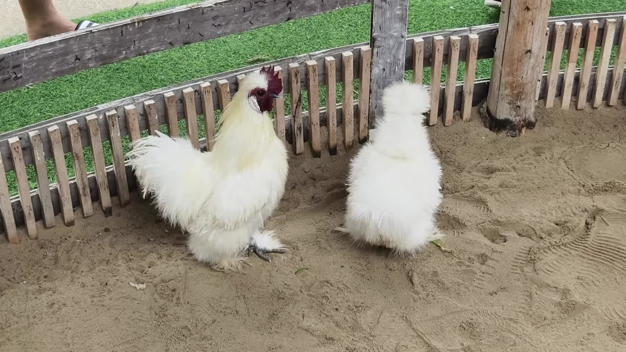 White Chickens in a Pen
