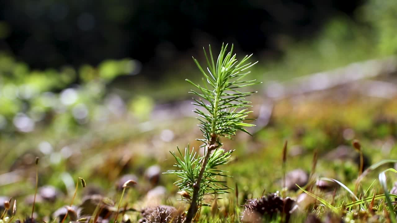 Young Pine Tree Standing in The Sun Light on a Blurry Background