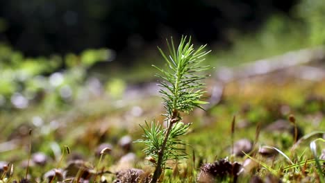 jeune pin debout dans la lumière du soleil sur un arrière-plan flou