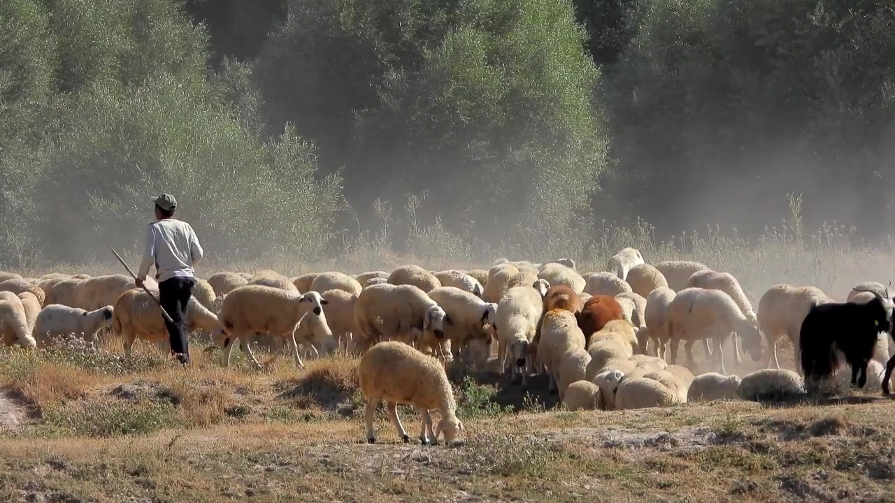 Tozlu Bir Tarlada Büyük Bir Koyun Sürüsünü Güden Çoban
