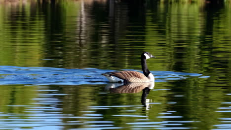 canada goose swimming in calm water