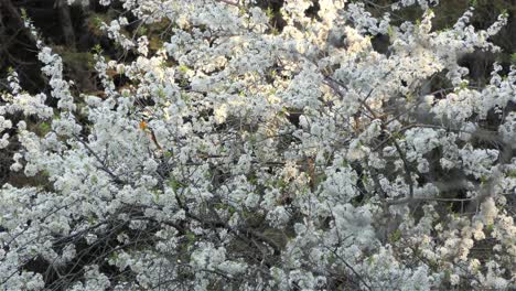 Baltimore-Oriole-Vogel-Hockt-Im-Frühling-Auf-Einem-Wunderschönen-Kirschblütenbaum