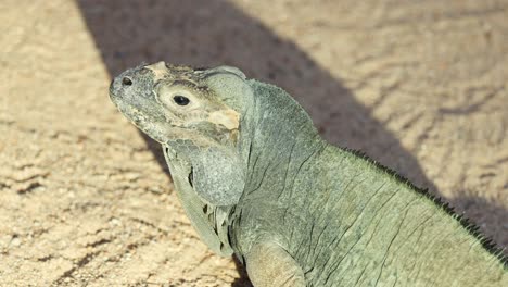 iguana basking in sunlight on sandy ground