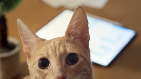 a close-up of a ginger cat with wide eyes, showcasing its curiosity and alertness