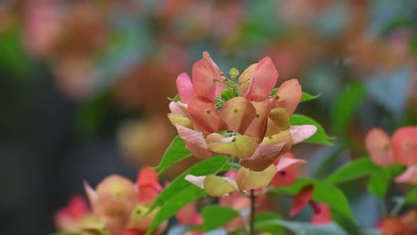 toma estática de flor de parasol silvestre con hojas perennes que se mecen en la brisa en su temporada de floración, planta de sombrero chino, holmskioldia sanguinea