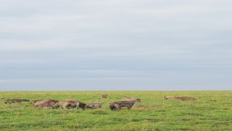 vertical hyena for social media in africa on african wildlife safari, vertical video of hyena african animals shot for social media instagram reels and tiktok in kenya in maasai mara national park