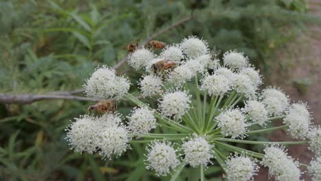 Las-Abejas-Pisando-Sobre-Alimentándose-De-Flores-Blancas-Vaca-Chirivía-Rockies-Kananaskis-Alberta-Canada