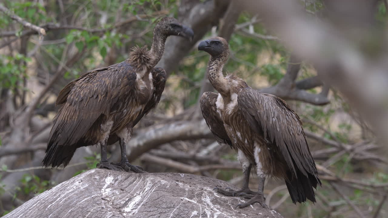 One vulture joins another vulture standing on top of a dead elephant in the wild