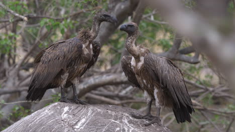 one vulture joins another vulture standing on top of a dead elephant in the wild