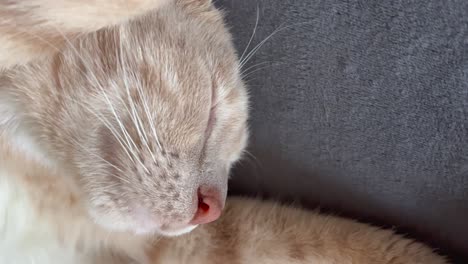 gatito bronceado durmiendo en una posición graciosa