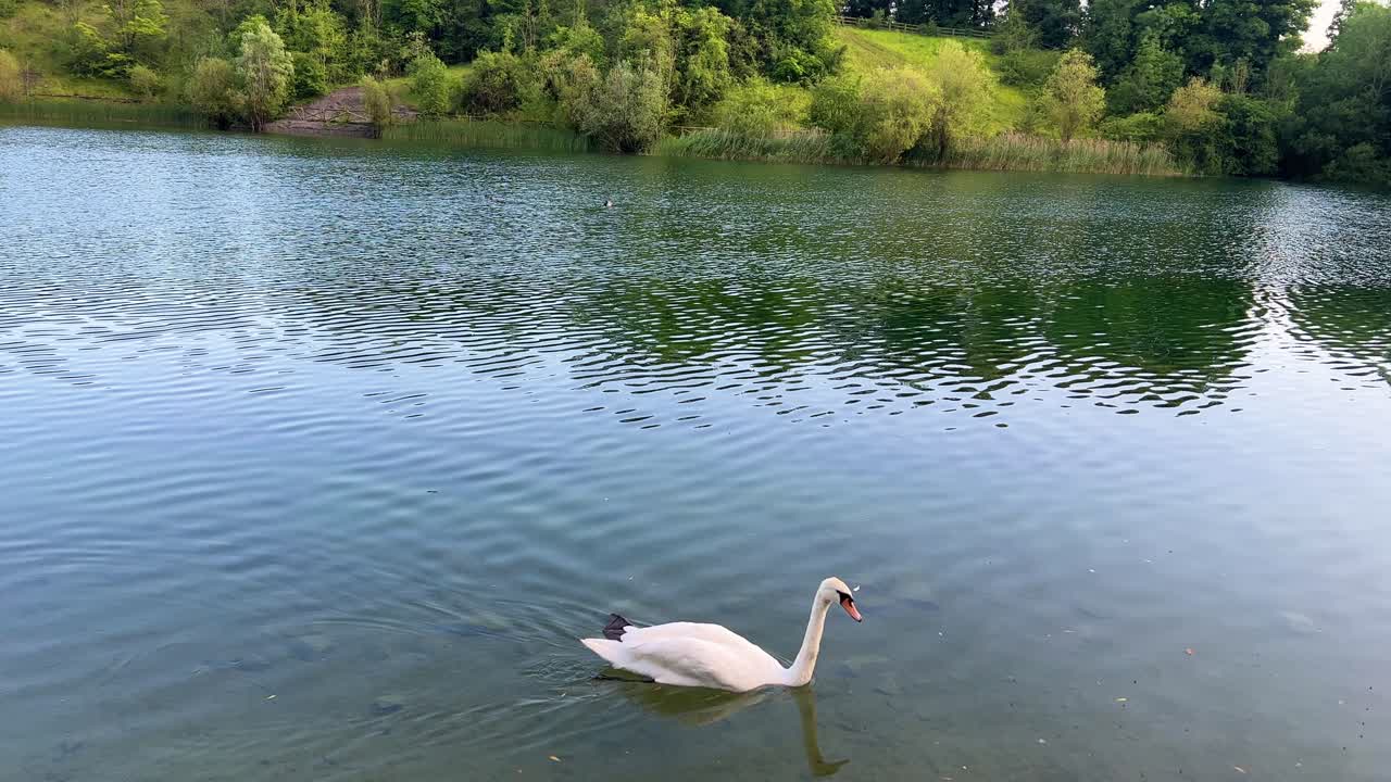 lago caldecott en rugby, warwickshire con patos y cisnes durante el verano 4k