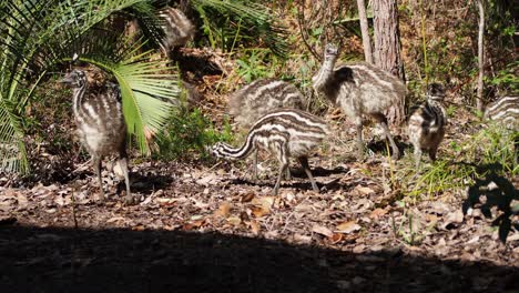Emu-Küken-Suchen-Im-Dichten-Unterholz-Nach-Nahrung.-Nahansicht
