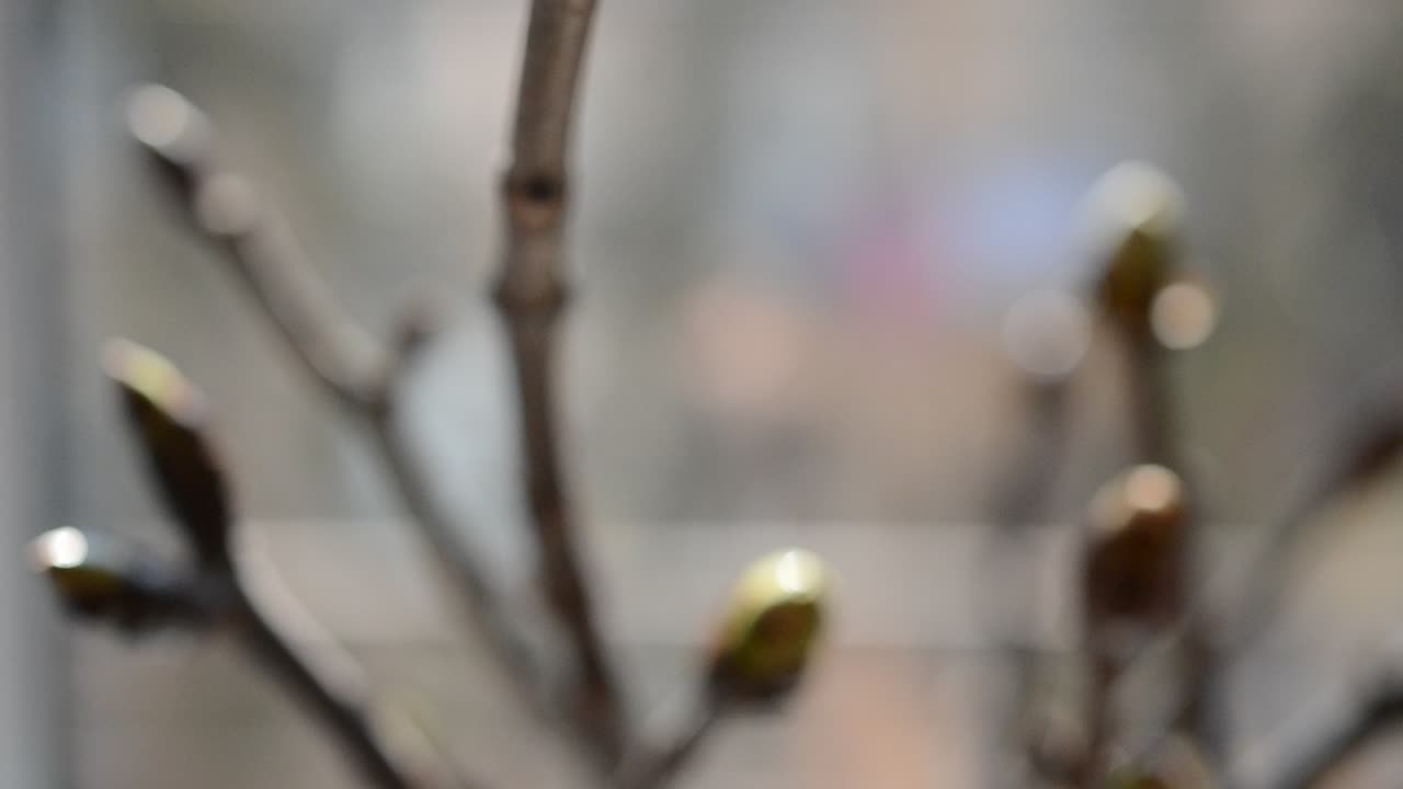 Spring landscape. Kidneys on trees