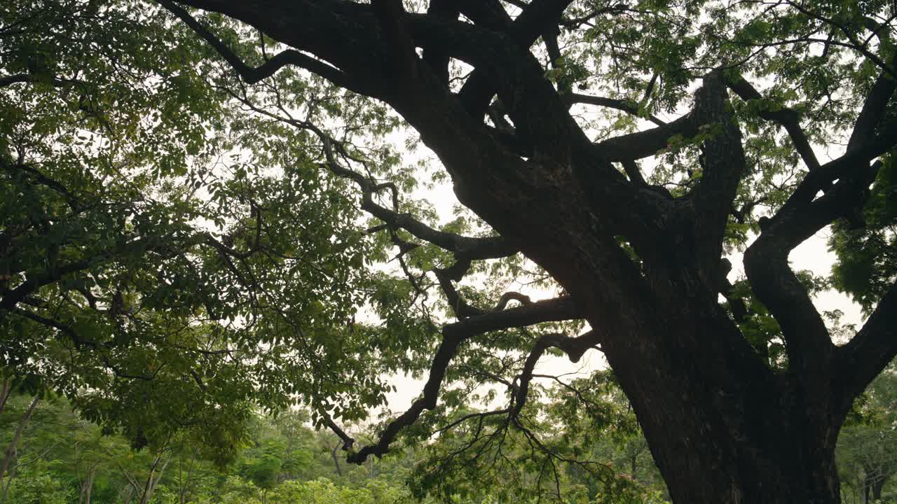 Large Tree In A Lush Green Park - Chatuchak Park In Bangkok, Thailand - Low Angle Shot
