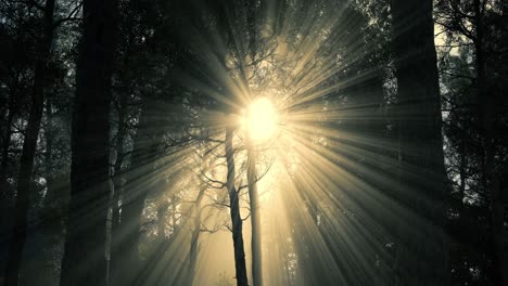 hermosa luz del sol en el bosque