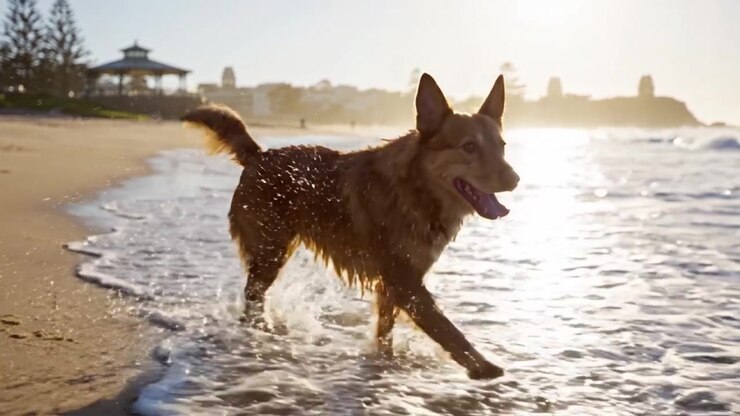 Cane gioioso che gioca in spiaggia e si tuffa tra le onde al tramonto, catturando lo spirito di avventura e libertà nella bellezza della natura.