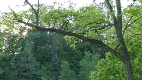 bird runs across a massive dead tree branch in the middle of the forest