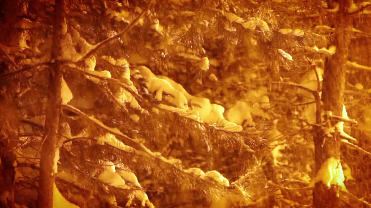 나무에 눈이 내리고 있다