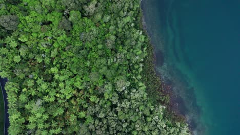 aerial topdown flying over blue lake and native ferns and bush in rotorus new zealand