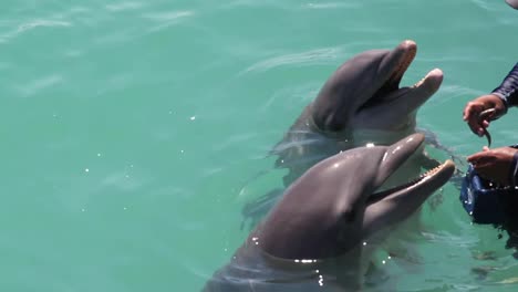 Delfines-342