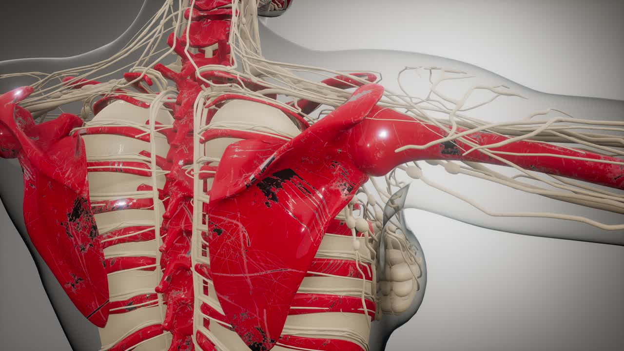 cuerpo humano transparente con huesos visibles