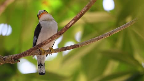 The-Silver-breasted-Broadbill-is-a-famous-bird-in-Thailand,-both-local-and-international