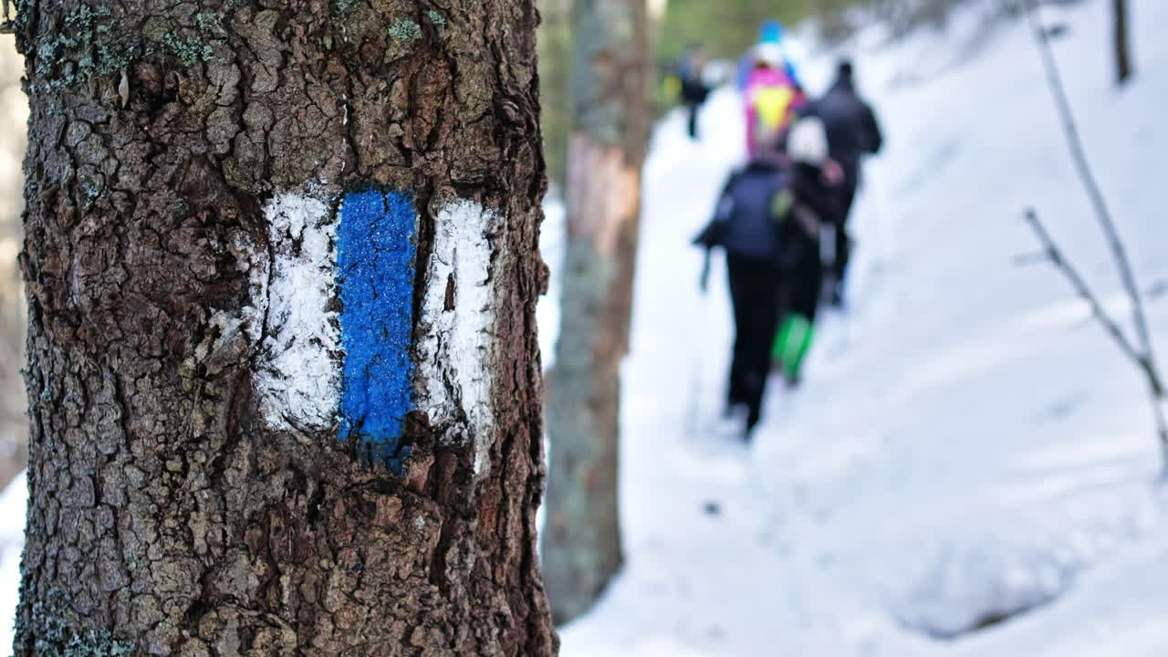 Tree with a sign at a hiking tour in the winter Carpathians, Romania. A group of people with backpacks and ski poles climbing. Snow forest