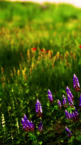 purple lupine flowers blooming in a green field