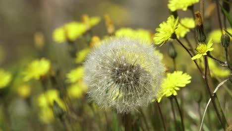 white dandelion blossom resisting spring wind surrounded by yellow flowers